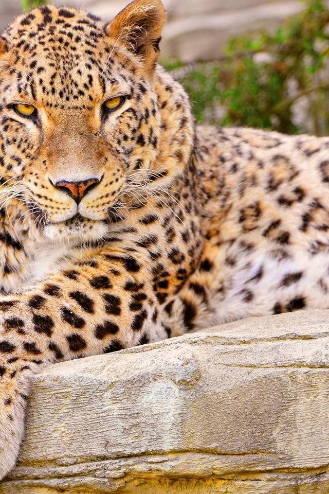 Обои морда, лапы, взгляд, лежит, леопард, хищник, face, paws, look, lies, leopard, predator разрешение 2560x1600 Загрузить