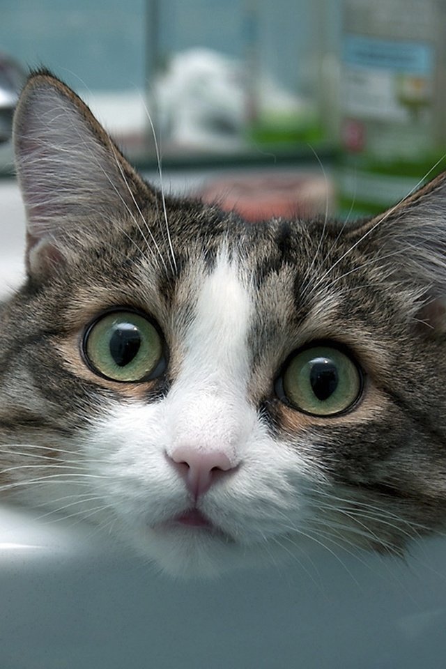 Обои глаза, кот, кошка, кран, раковина, eyes, cat, crane, sink разрешение 1920x1200 Загрузить