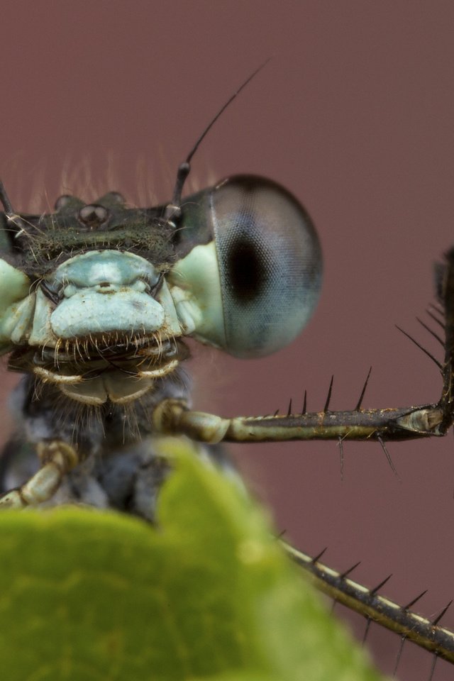 Обои глаза, фон, лист, насекомые, стрекоза, лапки, крупным планом, eyes, background, sheet, insects, dragonfly, legs, closeup разрешение 2048x1365 Загрузить