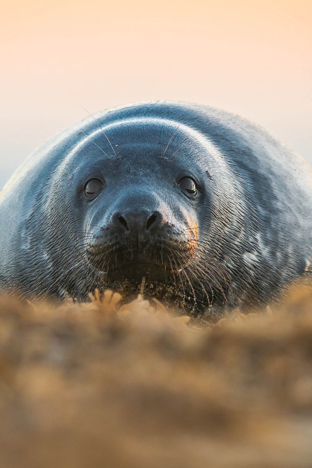 Обои трава, животные, смотрит, лежит, размытость, тюлень, grass, animals, looks, lies, blur, seal разрешение 2048x1367 Загрузить