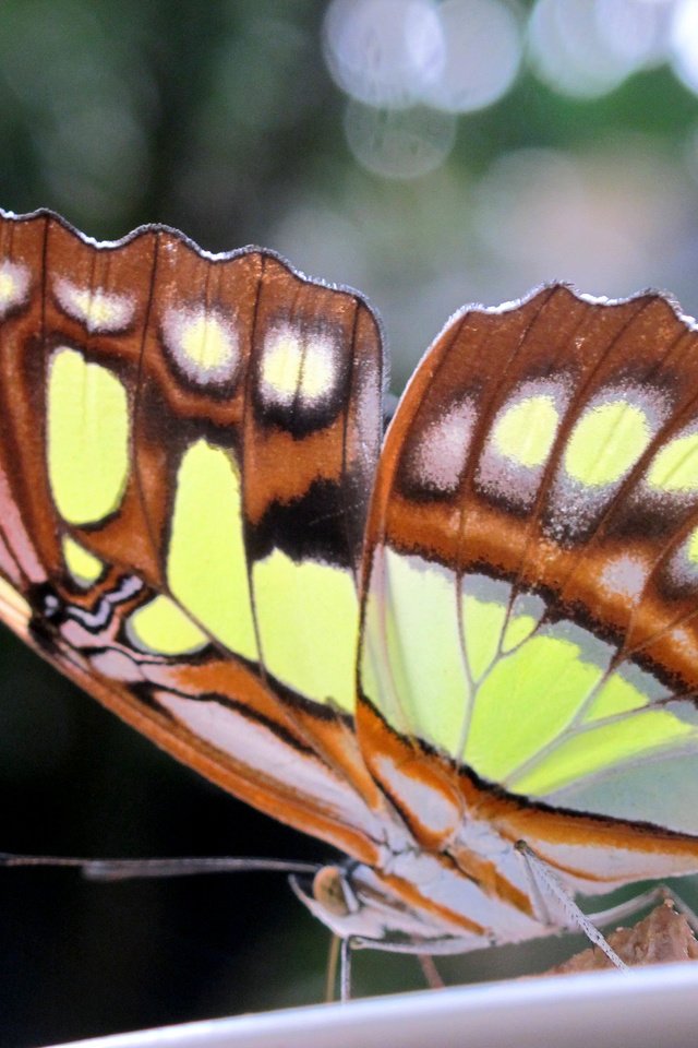 Обои макро, бабочка, крылья, насекомые, macro, butterfly, wings, insects разрешение 2048x1536 Загрузить