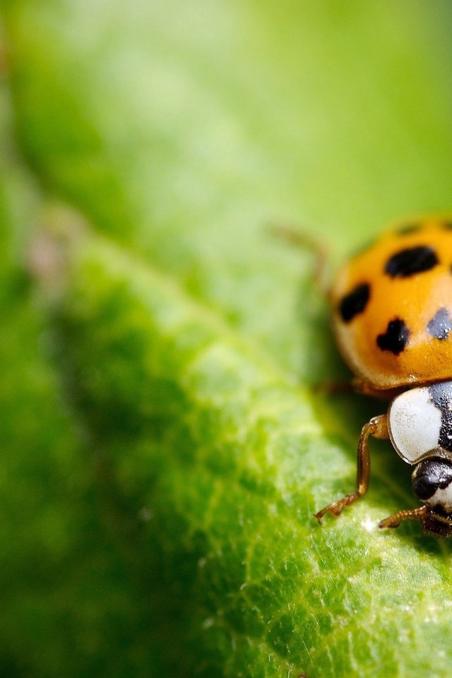 Обои зелень, макро, лист, насекомые, божья коровка, greens, macro, sheet, insects, ladybug разрешение 2560x1560 Загрузить