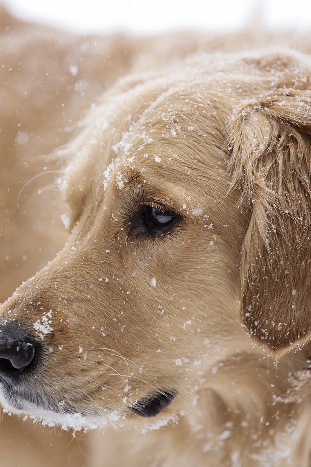 Обои снег, собака, друг, золотистый ретривер, snow, dog, each, golden retriever разрешение 1920x1200 Загрузить