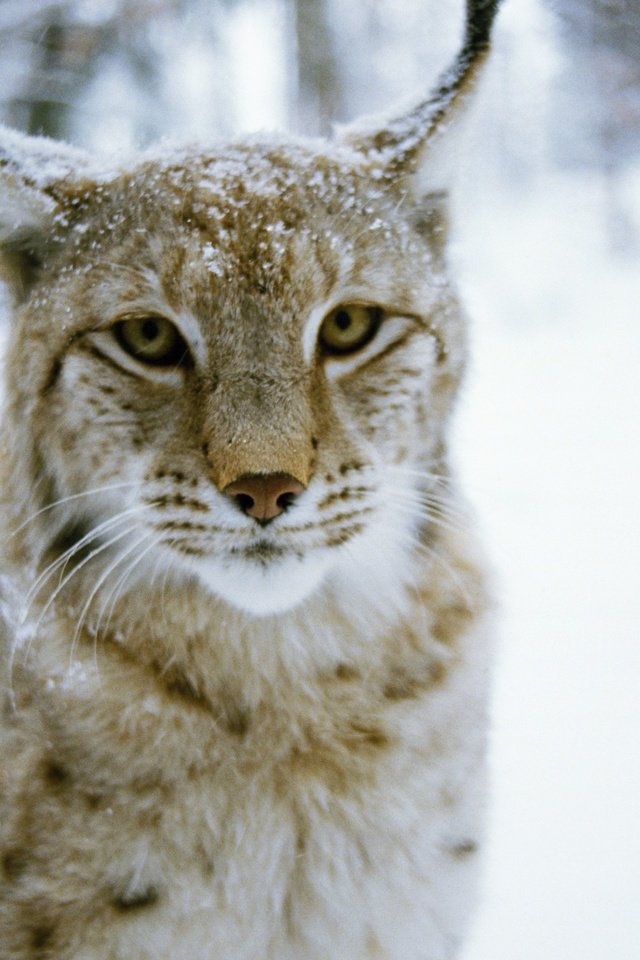 Обои лес, зима, рысь, хищник, дикая кошка, forest, winter, lynx, predator, wild cat разрешение 2880x1800 Загрузить