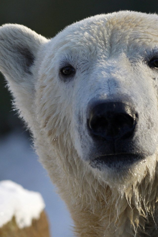 Обои морда, взгляд, медведь, белый, белый медведь, полярный, face, look, bear, white, polar bear, polar разрешение 2560x1600 Загрузить