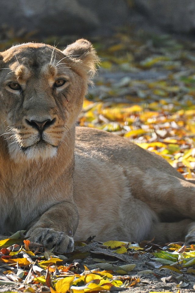 Обои листва, взгляд, хищник, отдых, лев, львица, foliage, look, predator, stay, leo, lioness разрешение 2048x1360 Загрузить