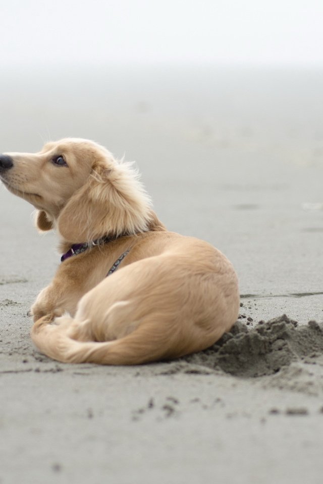 Обои песок, пляж, собака, щенок, такса, sand, beach, dog, puppy, dachshund разрешение 2560x1600 Загрузить