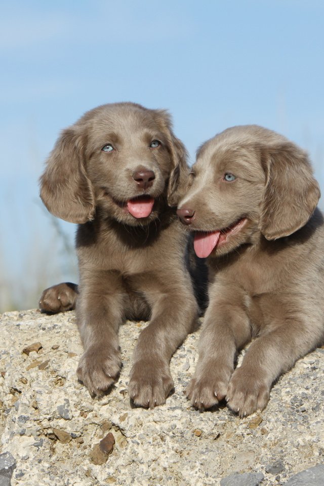 Обои небо, трава, камень, щенки, собаки, веймаранер, the sky, grass, stone, puppies, dogs, the weimaraner разрешение 4752x3168 Загрузить