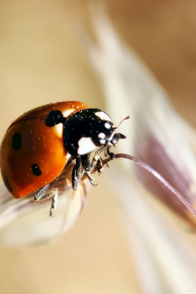 Обои макро, насекомые, божья коровка, растение, стебель, macro, insects, ladybug, plant, stem разрешение 2560x1600 Загрузить