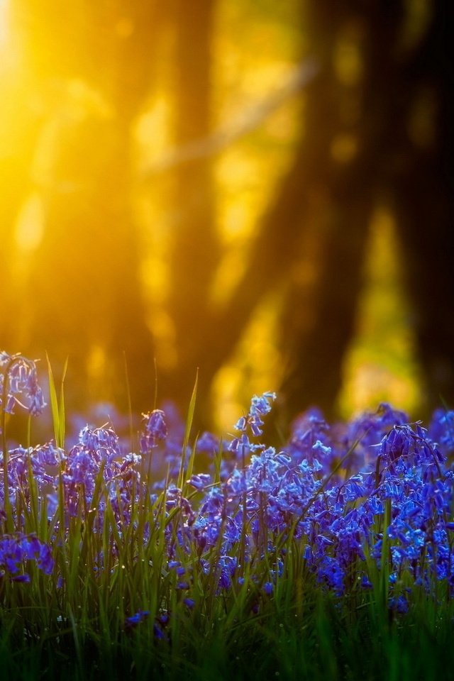 Обои свет, цветы, трава, солнце, природа, размытость, light, flowers, grass, the sun, nature, blur разрешение 1920x1280 Загрузить