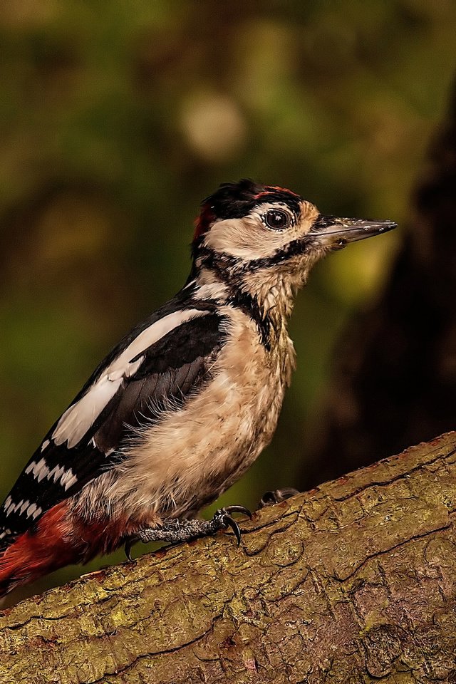 Обои природа, птица, ствол, кора, дятел, nature, bird, trunk, bark, woodpecker разрешение 2048x1563 Загрузить