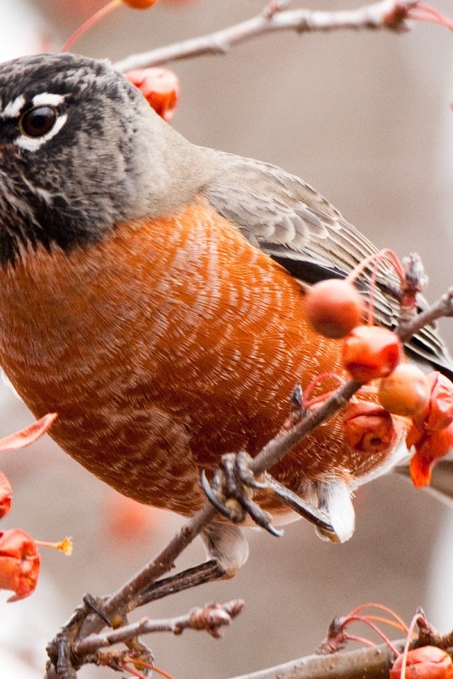 Обои ветки, птица, ягоды, дрозд, american robin, branches, bird, berries, thrush разрешение 8000x4500 Загрузить