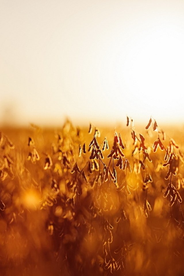Обои трава, солнце, природа, растения, закат, grass, the sun, nature, plants, sunset разрешение 1920x1200 Загрузить