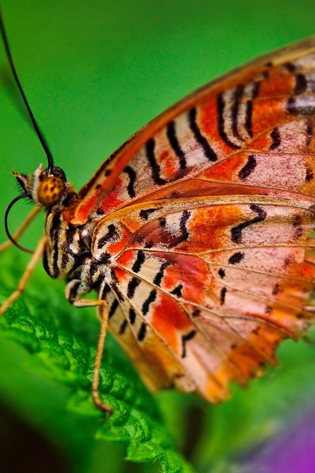 Обои макро, бабочка, лист, насекомые, macro, butterfly, sheet, insects разрешение 2560x1600 Загрузить