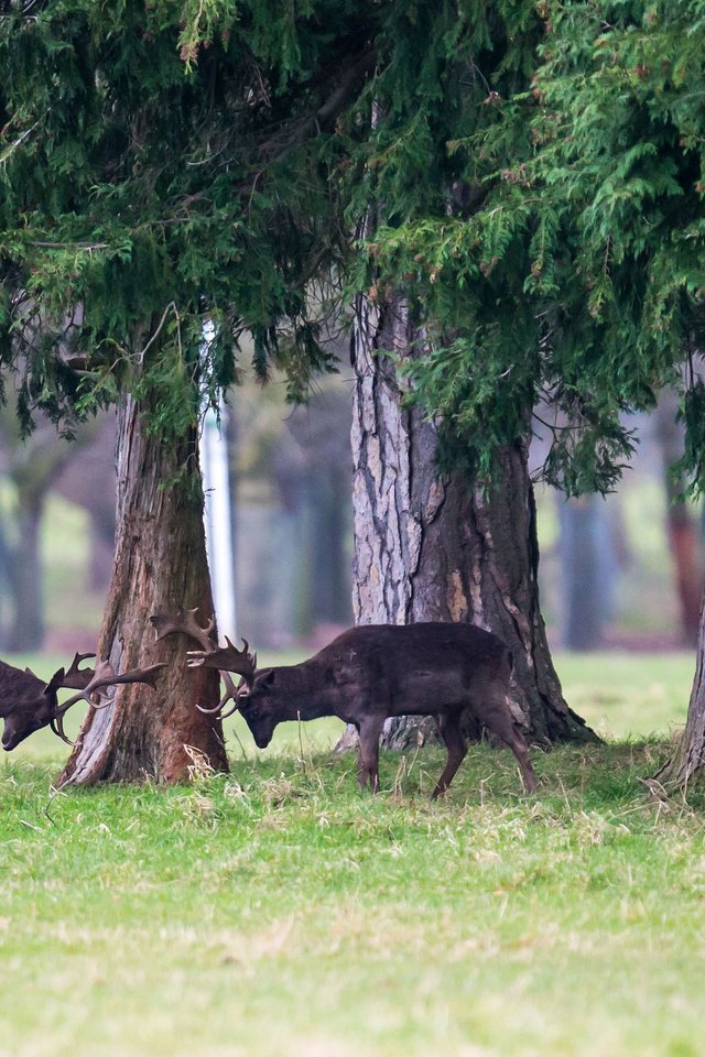 Обои трава, деревья, лес, животные, борьба, игра, рога, олени, grass, trees, forest, animals, fight, the game, horns, deer разрешение 2048x1365 Загрузить