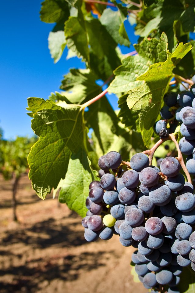 Обои листья, виноград, ягоды, лоза, кисть, гроздь, виноградник, leaves, grapes, berries, vine, brush, bunch, vineyard разрешение 2560x1600 Загрузить