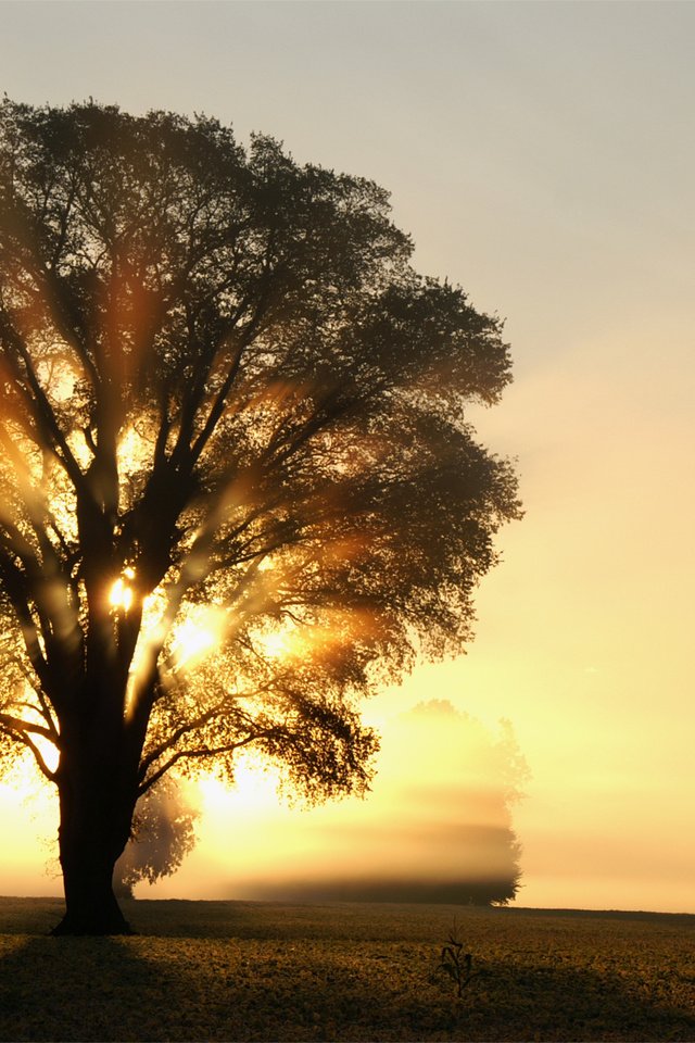 Обои свет, деревья, солнце, дерево, лучи, утро, поле, рассвет, light, trees, the sun, tree, rays, morning, field, dawn разрешение 3008x2000 Загрузить