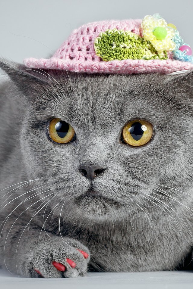 Обои кот, кошка, взгляд, серый, шляпка, ноготки, cat, look, grey, hat, marigolds разрешение 2560x1600 Загрузить