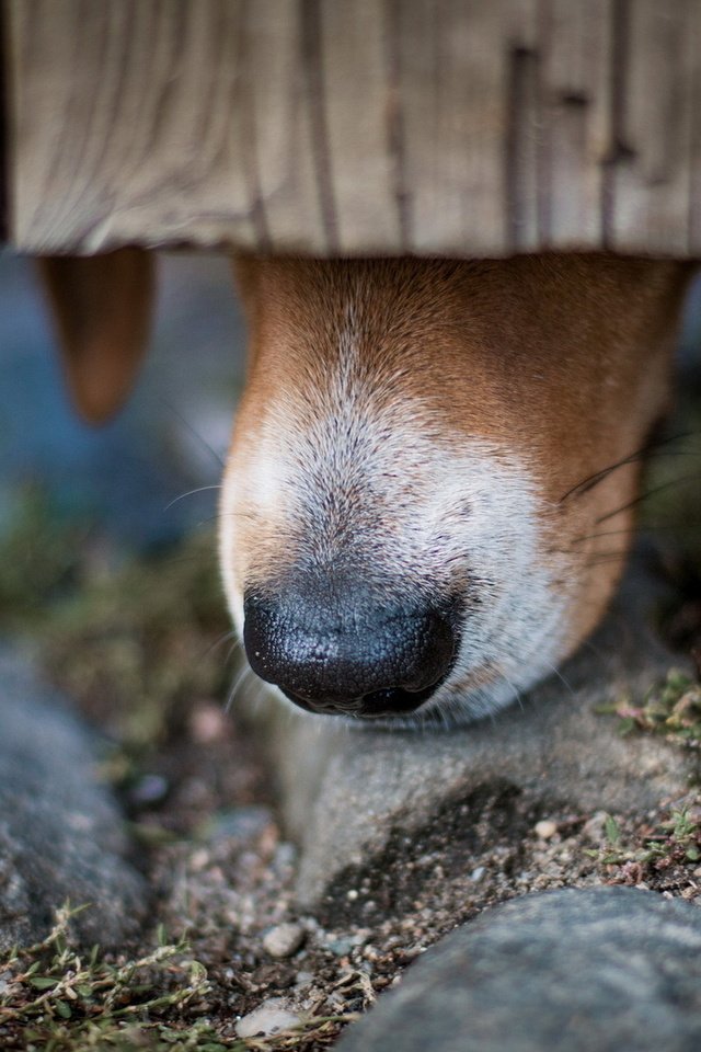Обои камни, забор, собака, уши, нос, бигль, stones, the fence, dog, ears, nose, beagle разрешение 1920x1200 Загрузить