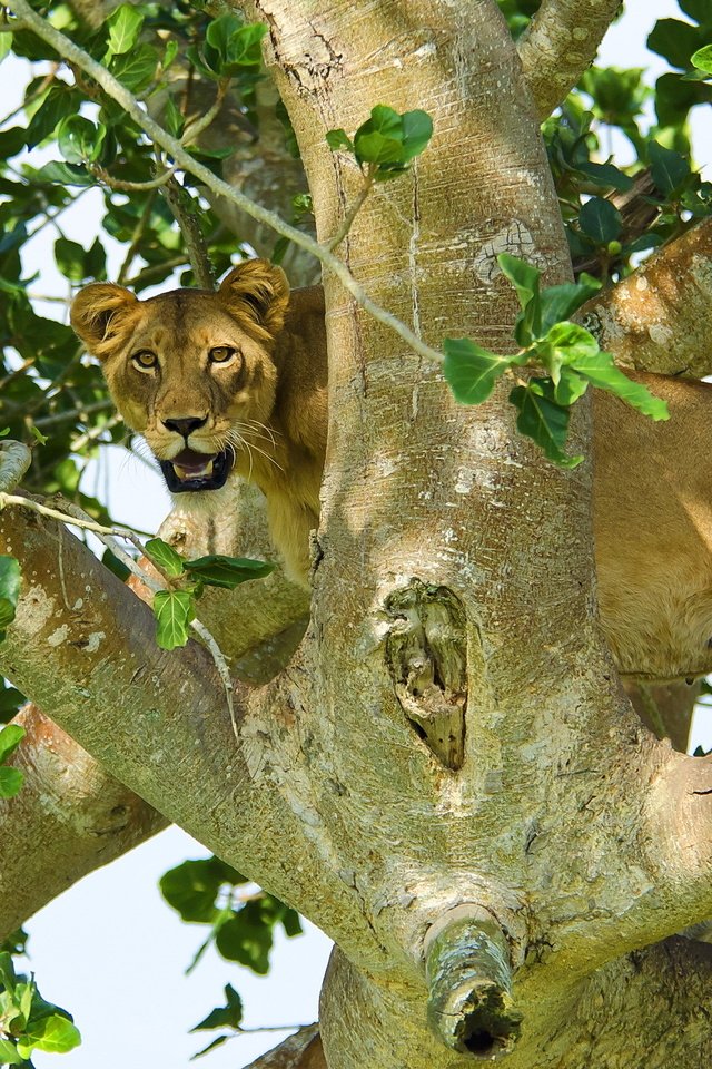 Обои дерево, листья, взгляд, хищник, лев, львица, tree, leaves, look, predator, leo, lioness разрешение 2560x1600 Загрузить