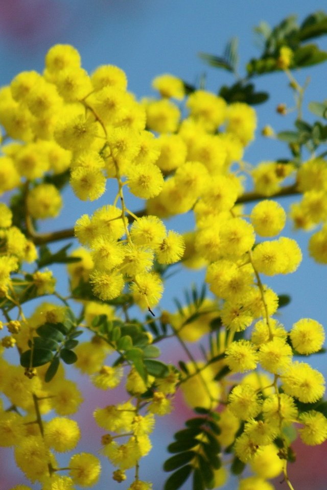 Обои небо, цветы, ветка, цветение, жёлтая, мимоза, the sky, flowers, branch, flowering, yellow, mimosa разрешение 1920x1200 Загрузить