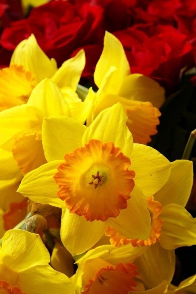 Обои цветы, розы, нарциссы, желтые, бордовые, flowers, roses, daffodils, yellow, burgundy разрешение 1920x1200 Загрузить