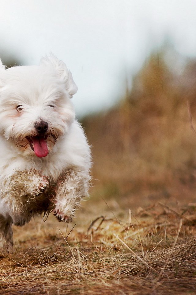 Обои собака, радость, бег, белая, болонка, гаванская, dog, joy, running, white, lapdog, havana разрешение 1920x1200 Загрузить