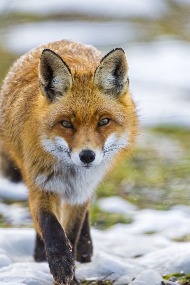 Обои трава, снег, взгляд, рыжая, лиса, лисица, grass, snow, look, red, fox разрешение 2048x1536 Загрузить