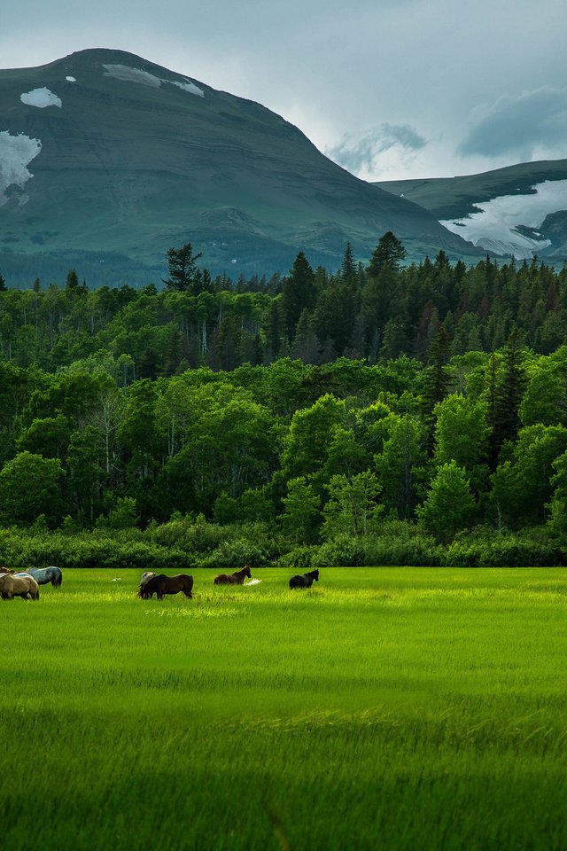 Обои трава, деревья, горы, зелень, поле, кони, природа.лошади, grass, trees, mountains, greens, field, horses, nature.horse разрешение 2048x1365 Загрузить