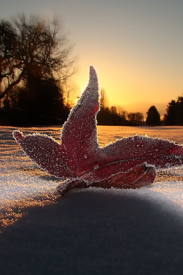 Обои небо, свет, вечер, снег, макро, мороз, иней, лист, the sky, light, the evening, snow, macro, frost, sheet разрешение 1920x1200 Загрузить