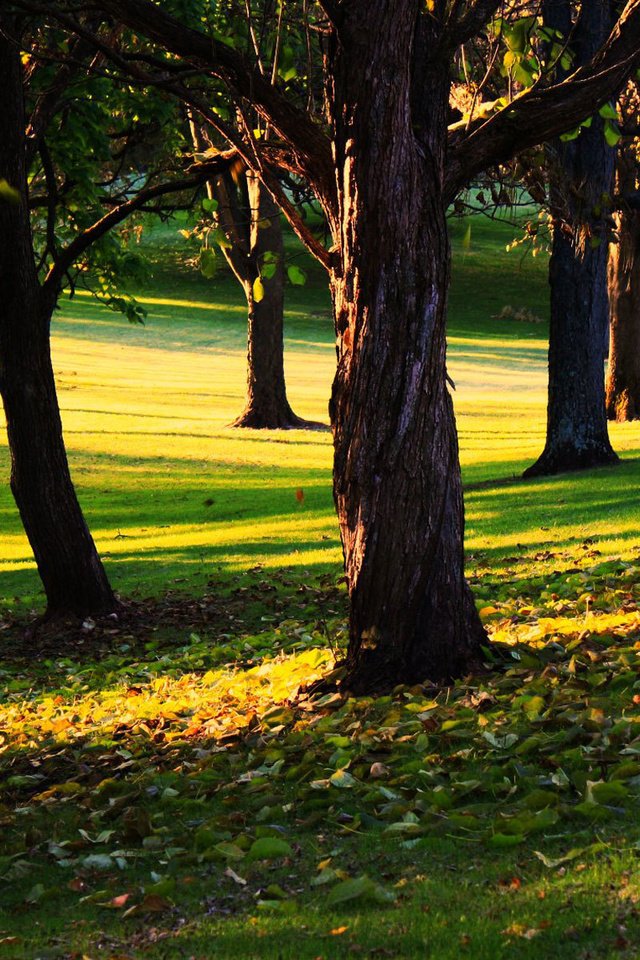 Обои трава, деревья, листья, парк, осень, солнечный день, grass, trees, leaves, park, autumn, sunny day разрешение 1920x1200 Загрузить