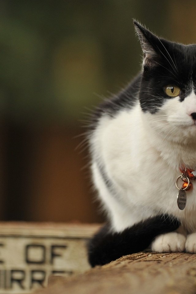 Обои кот, кошка, ошейник, чёрно-белый, cat, collar, black and white разрешение 1920x1080 Загрузить