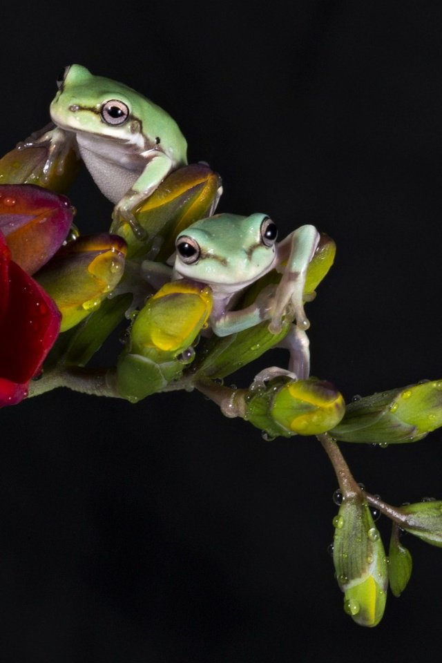 Обои вода, цветок, животные, капли, черный фон, лягушки, фрезия, water, flower, animals, drops, black background, frogs, freesia разрешение 1920x1200 Загрузить