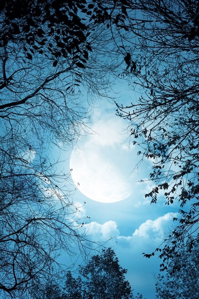 Обои деревья, луна, trees, the moon разрешение 2560x1440 Загрузить