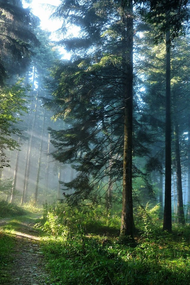 Обои солнце, лес, the sun, forest разрешение 3637x2725 Загрузить