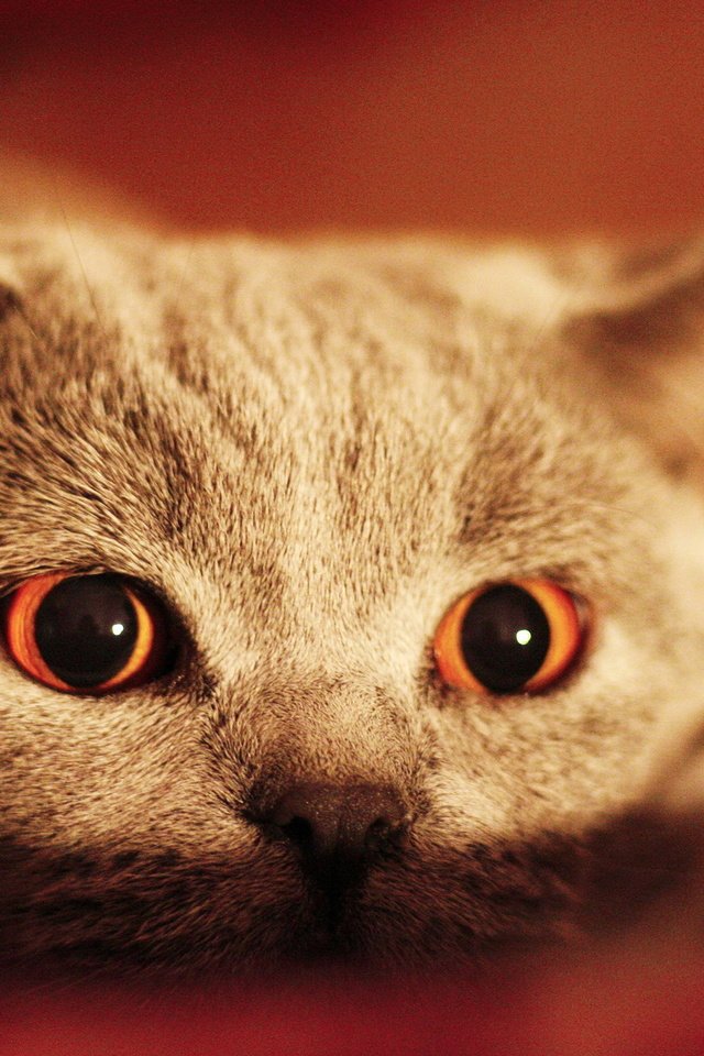 Обои глаза, кот, кошка, взгляд, серый, eyes, cat, look, grey разрешение 2560x1600 Загрузить