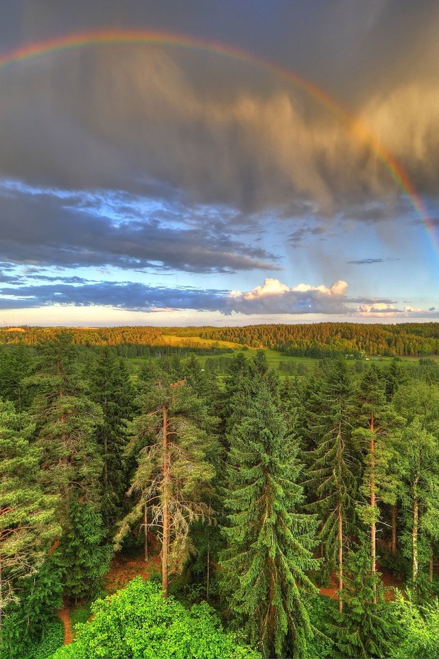 Обои лес, радуга, forest, rainbow разрешение 5315x3543 Загрузить