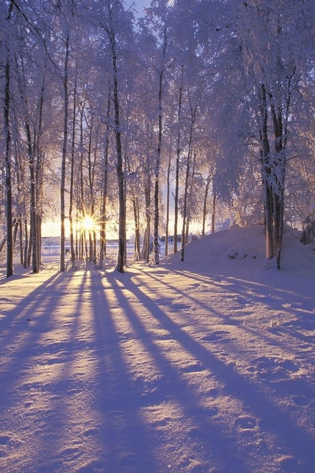 Обои солнце, лес, зима, the sun, forest, winter разрешение 1920x1200 Загрузить