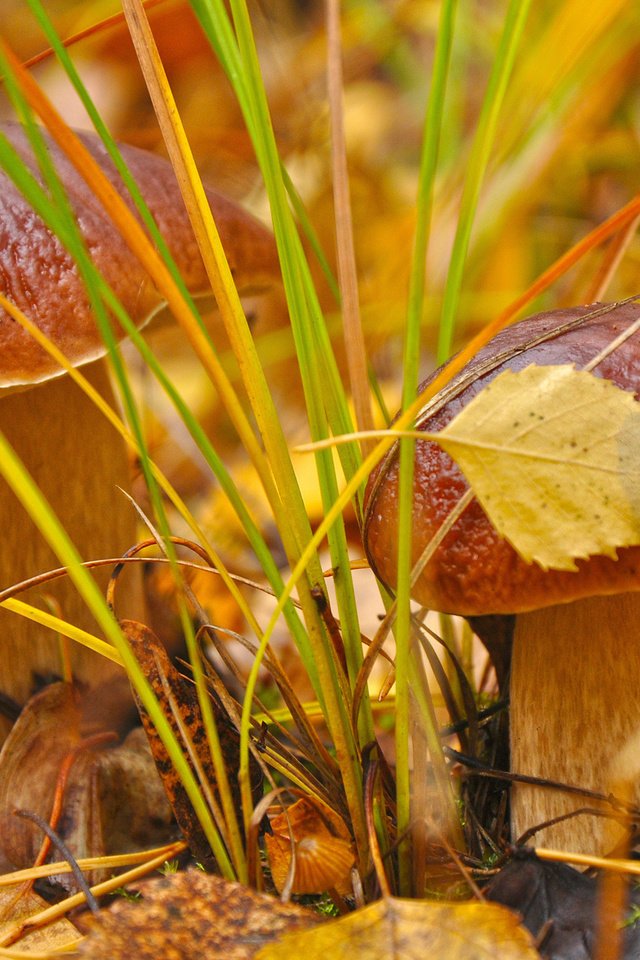 Обои трава, листья, макро, осень, грибы, гриб, grass, leaves, macro, autumn, mushrooms, mushroom разрешение 2560x1600 Загрузить
