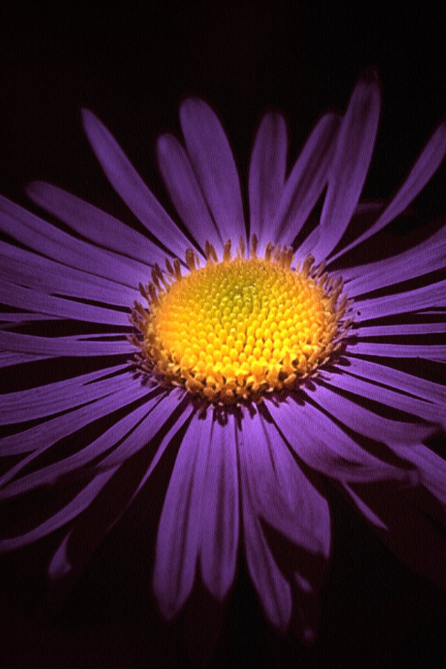 Обои фиолетовый цветок, purple flower разрешение 2400x1600 Загрузить