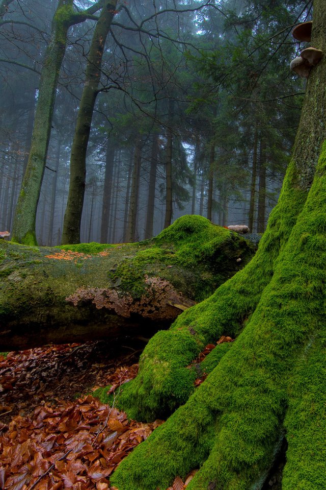 Обои деревья, лес, стволы, листва, осень, грибы, мох, trees, forest, trunks, foliage, autumn, mushrooms, moss разрешение 2560x1440 Загрузить