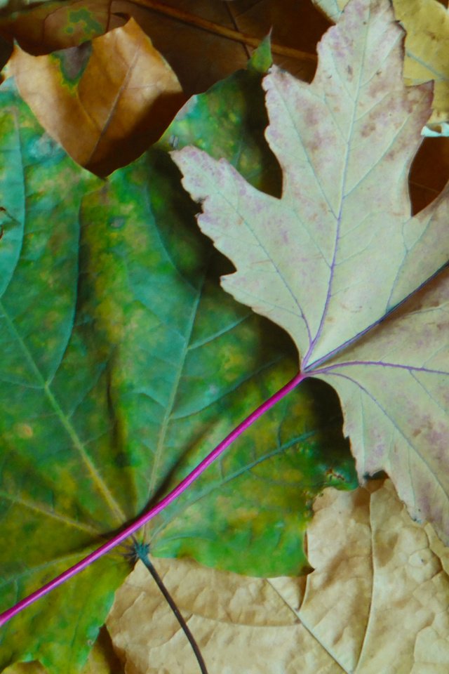 Обои листья, фон, разные, leaves, background, different разрешение 2560x1600 Загрузить