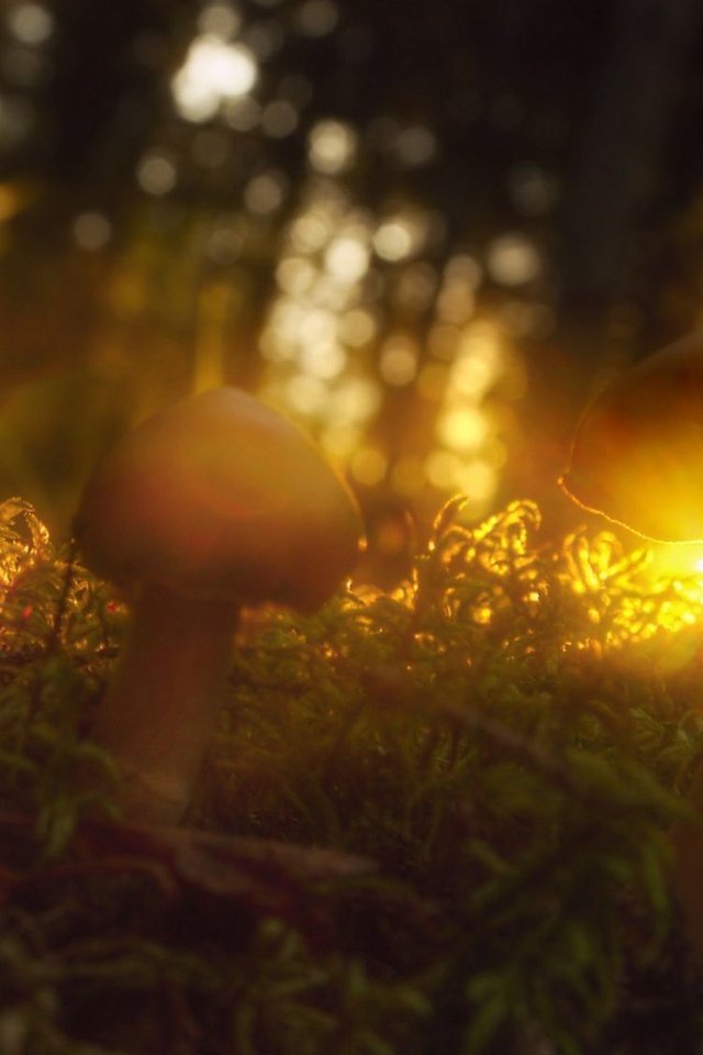 Обои трава, солнце, макро, лучи, грибы, grass, the sun, macro, rays, mushrooms разрешение 2000x1125 Загрузить