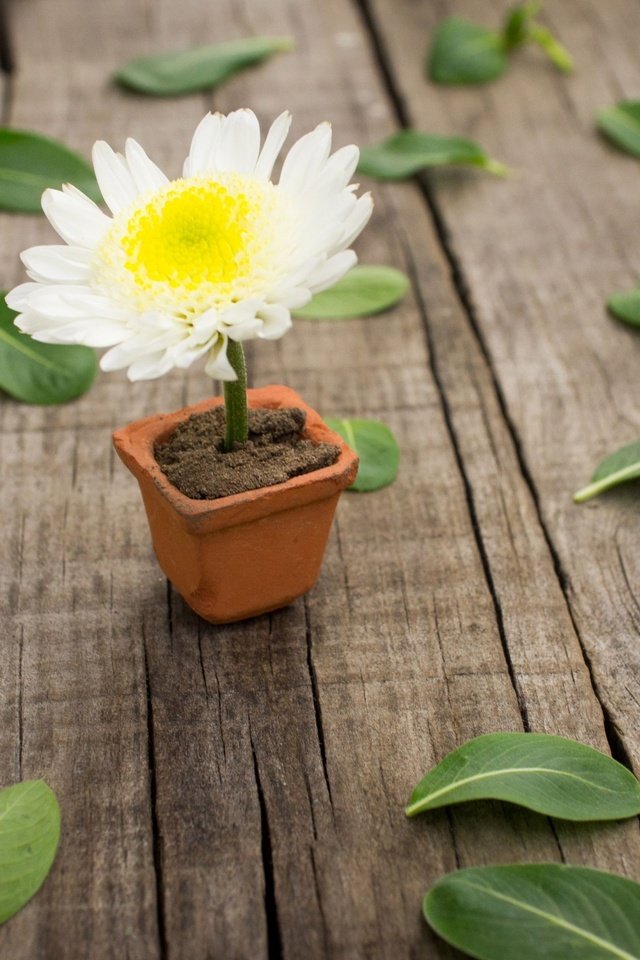 Обои листья, цветок, белый, ромашка, пол, горшочек, leaves, flower, white, daisy, floor, pot разрешение 2880x1800 Загрузить