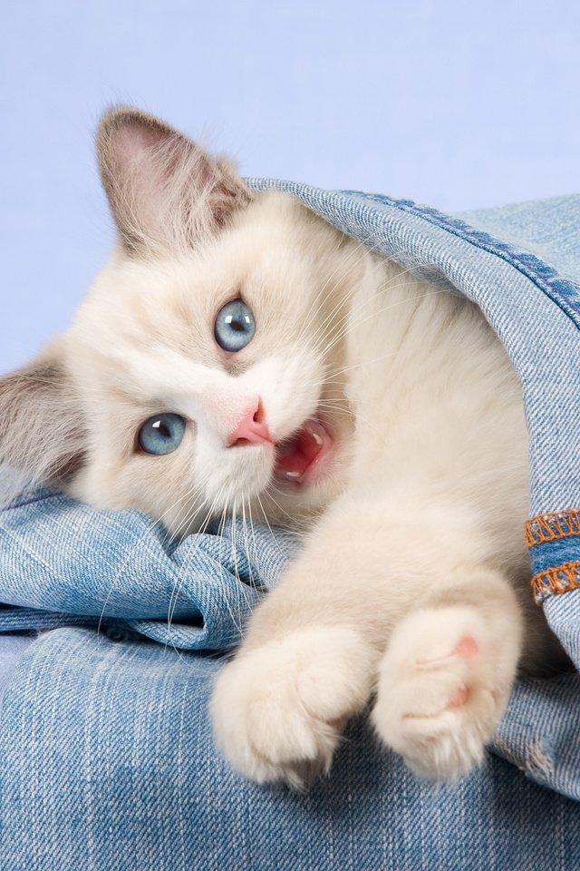 Обои кошка, взгляд, котенок, джинсы, голубые глаза, cat, look, kitty, jeans, blue eyes разрешение 2880x1800 Загрузить