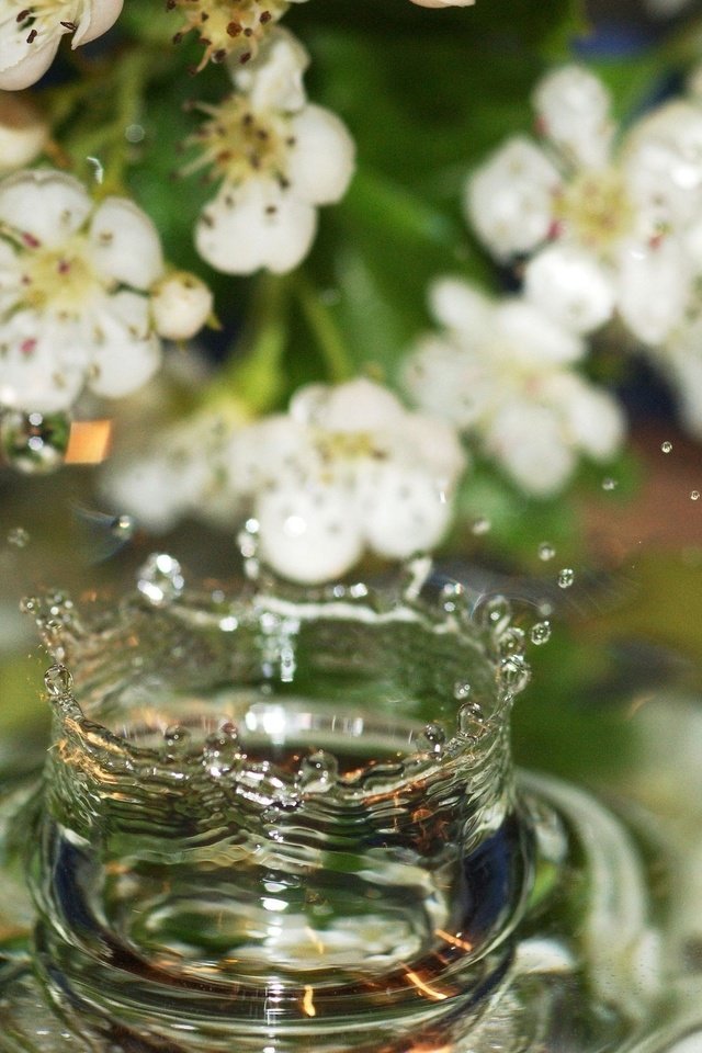 Обои цветы, вода, цветение, капли, брызги, всплески, flowers, water, flowering, drops, squirt, bursts разрешение 2560x1600 Загрузить