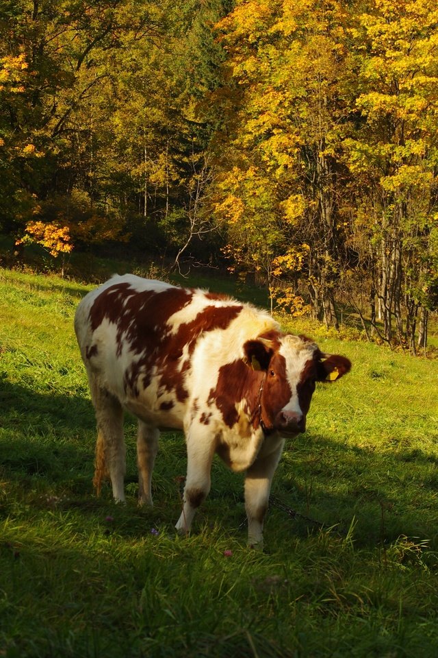 Обои трава, деревья, природа, лес, поле, осень, корова, grass, trees, nature, forest, field, autumn, cow разрешение 3264x2600 Загрузить