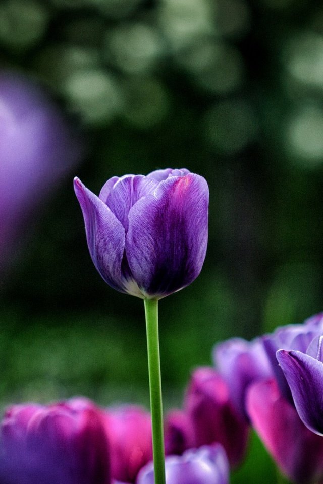 Обои цветы, весна, тюльпаны, фиолетовые, flowers, spring, tulips, purple разрешение 1920x1200 Загрузить