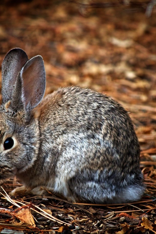 Обои природа, животные, ушки, зайцы, заяц, зайчик, nature, animals, ears, rabbits, hare, bunny разрешение 3600x2400 Загрузить