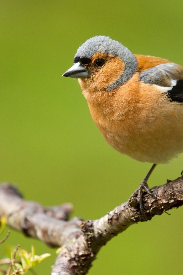 Обои ветка, природа, птицы, зяблик, branch, nature, birds, chaffinch разрешение 2048x1328 Загрузить